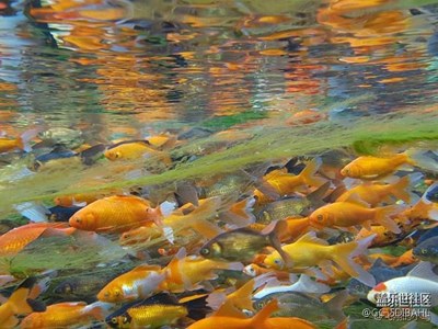 來自新疆的照片（烏魯木齊講師譚海鷗攝影）s7水下拍攝