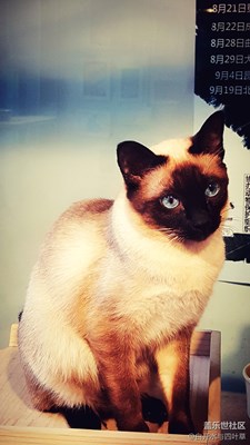 我和貓咪有個(gè)約會