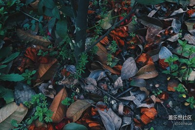 我在森林，你在達(dá)達(dá)拉城。