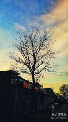 胡同里的樹