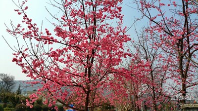 爭(zhēng)奇斗艷