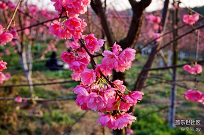 櫻花