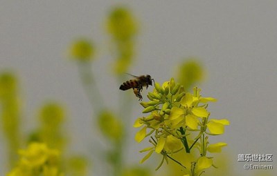 【初春油菜花】