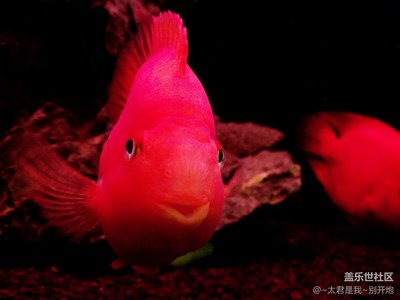 【愛不一樣，做先型者】魚的視覺