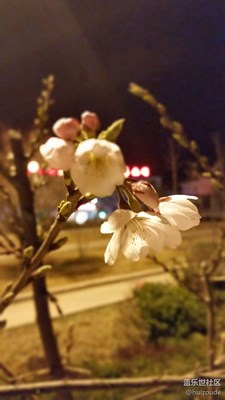 夜櫻
