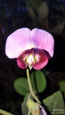   誰認(rèn)識(shí)這花