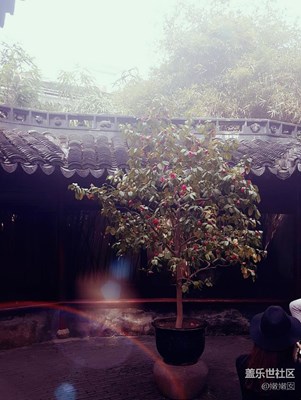 豫園隨拍