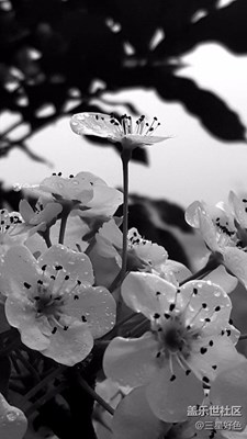 梨花帶雨