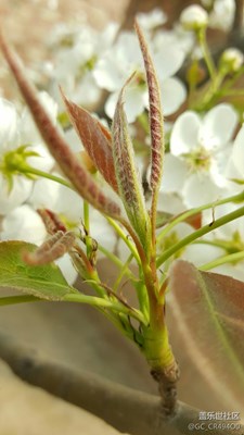 春，跟隨Note5去捕捉生命的魅力！