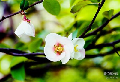 【萬紫千紅總是春】分享近期一些美照