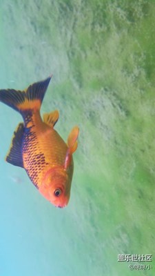 珍珠泉