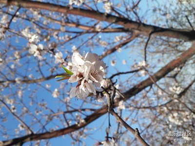 桃花堤