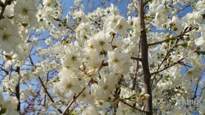 白色櫻花