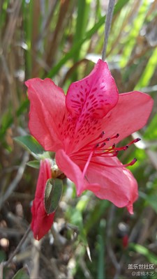 花之語--映山紅