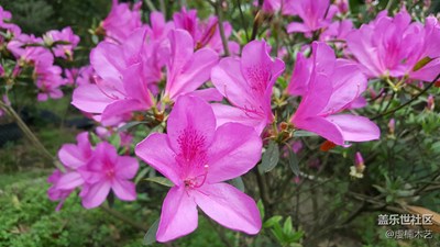 花之語--紫杜鵑