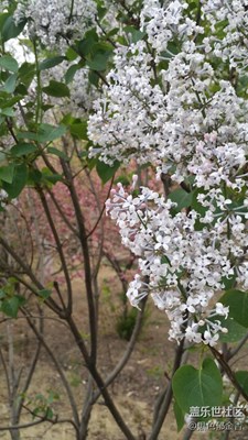 來看看老旗艦note3隨拍