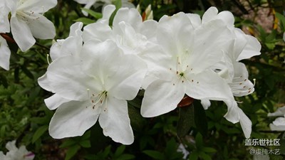 花之語--白杜鵑