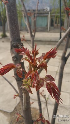 【2016-04-06】分享：馬上可以吃了??????