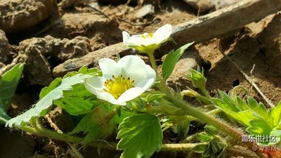 草莓花