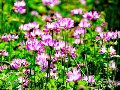 野花為誰開，爭芳斗艷