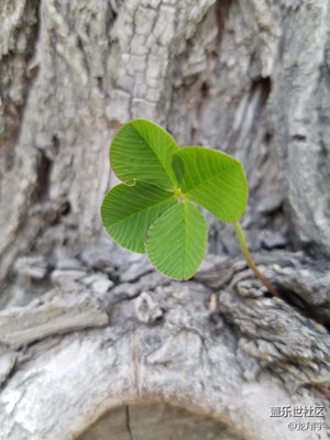 幸運四葉草
