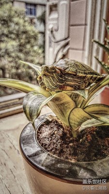 panda， are you ready?