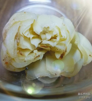 “玉蘭”花開(kāi)??在碗里
