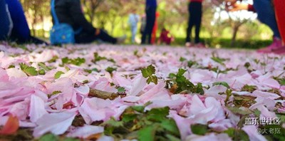 櫻花