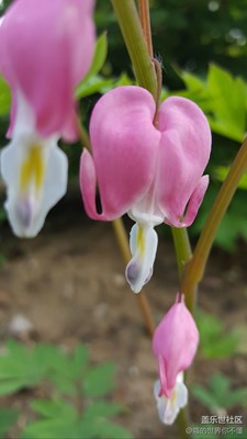 大E鏡頭下的牡丹花微距