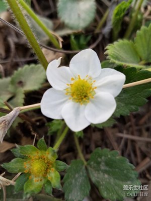 單位??草莓開花拉