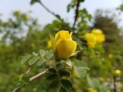 濮陽戚城公園隨拍