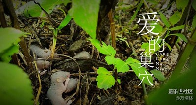 三星s6 edge拍攝  【愛的巢穴】