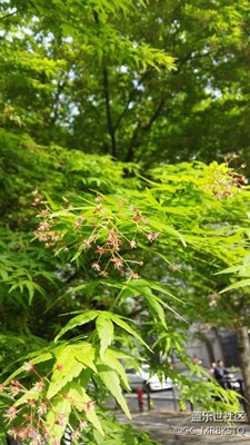 路邊美景