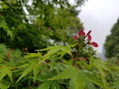 萬綠叢中一點紅