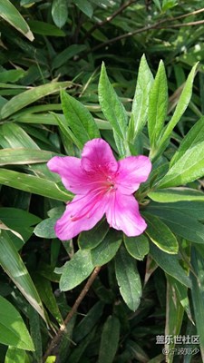 這是什么花