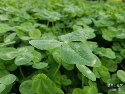 院內(nèi)小草花