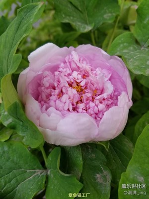 小7的花開(kāi)時(shí)間