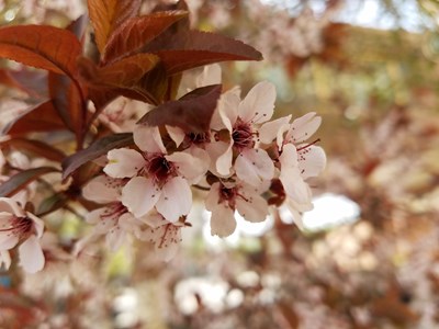 花語(yǔ)小品