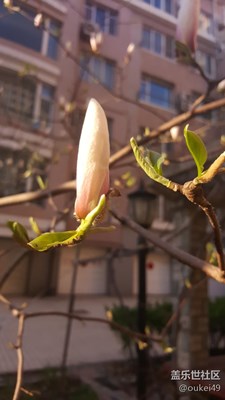 含苞待放，玉蘭花開