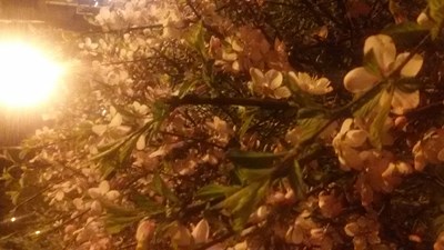 終于有點(diǎn)春天的味道了！