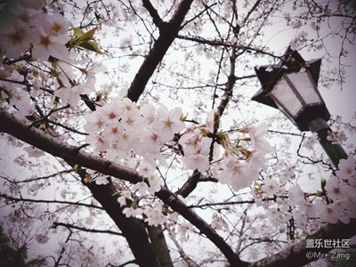 【春妝】+南京+櫻花