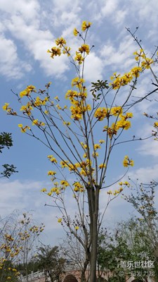 【春妝】+東莞+花兒盛開