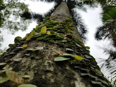 【春妝】+廣州+植物