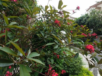 風(fēng)中的花朵??