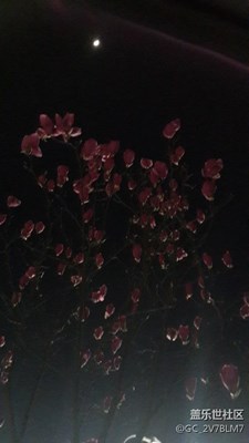 月光下的玉蘭花