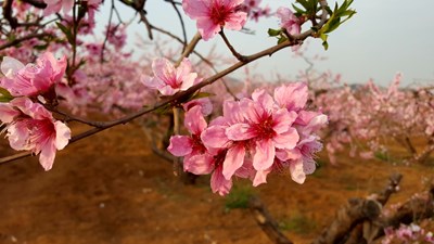 鑒證S6的拍片能力------春