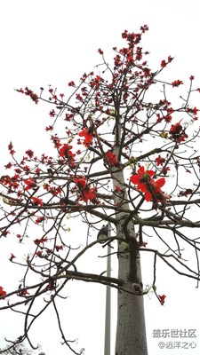 這是什么樹？