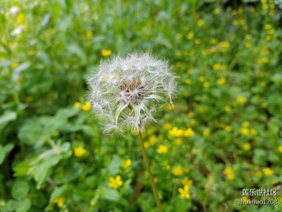 蒲公英
