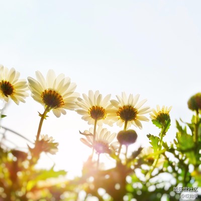 實(shí)在憋的慌 出來溜溜（悠閑午后）