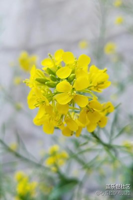 S7 edge 微距拍攝分享貼